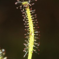 Drosera indica L.
